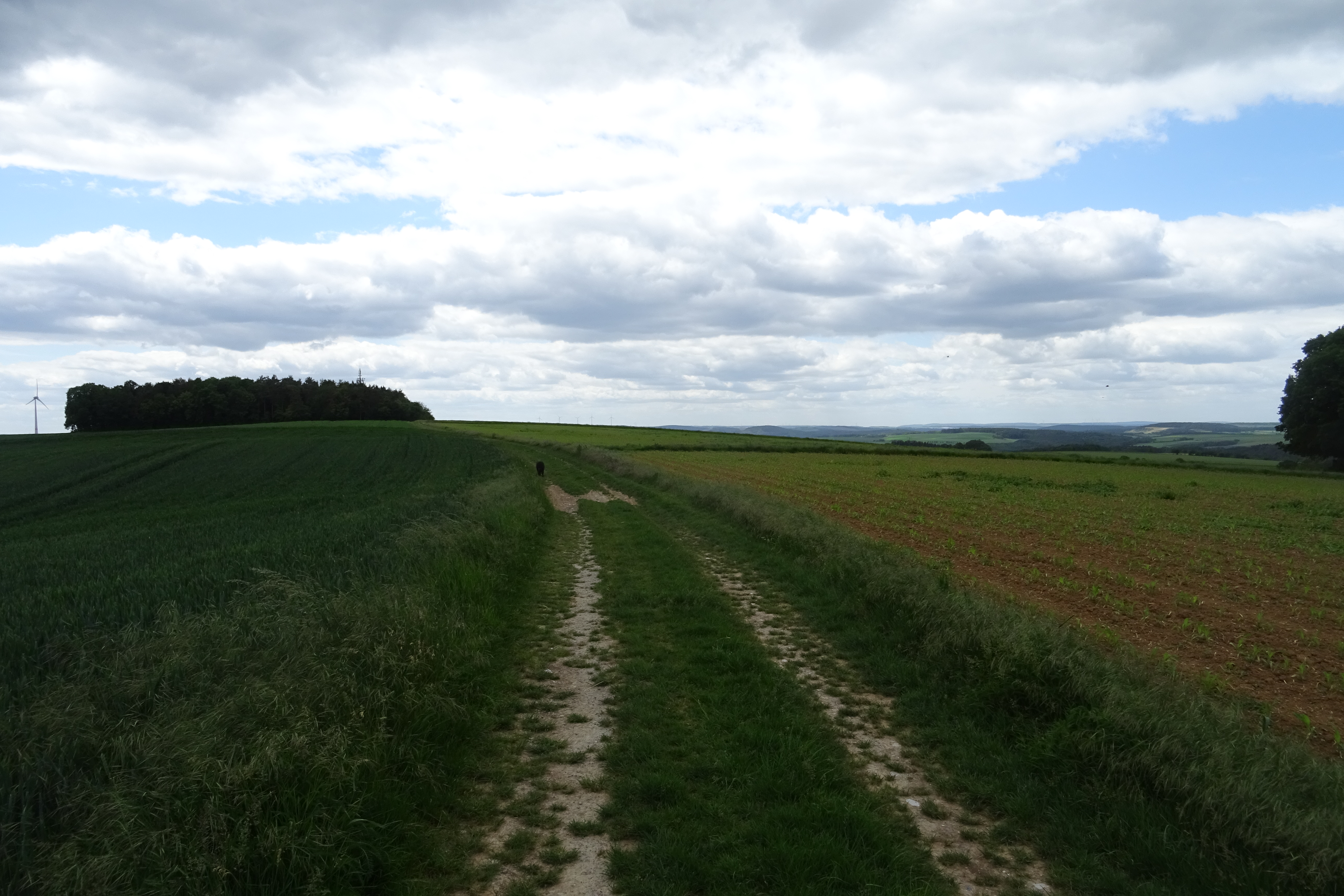 Alte Straße nördlich von Großrinderfeld als Höhenweg