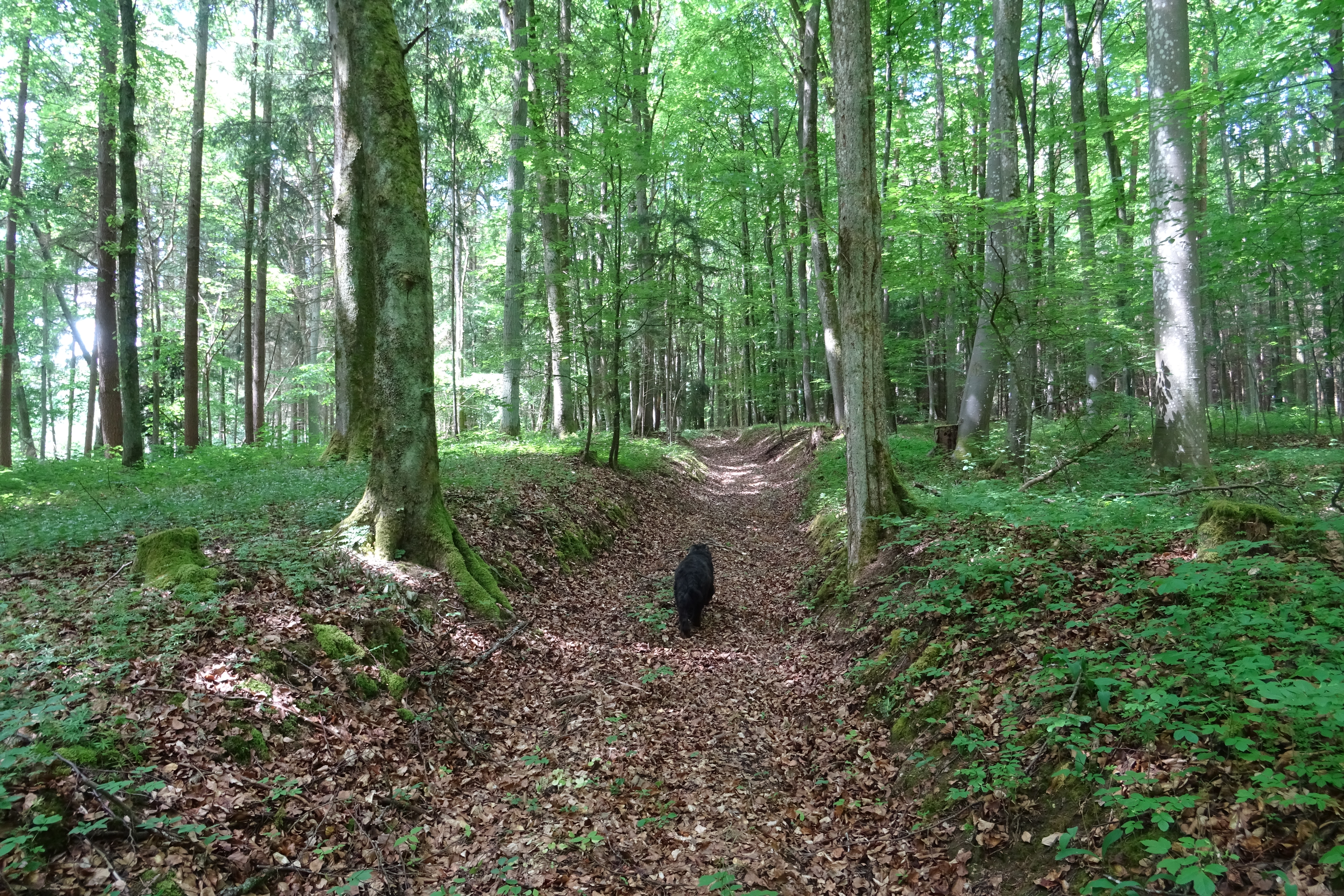 Wegraum im Umland Tauberbischofsheims