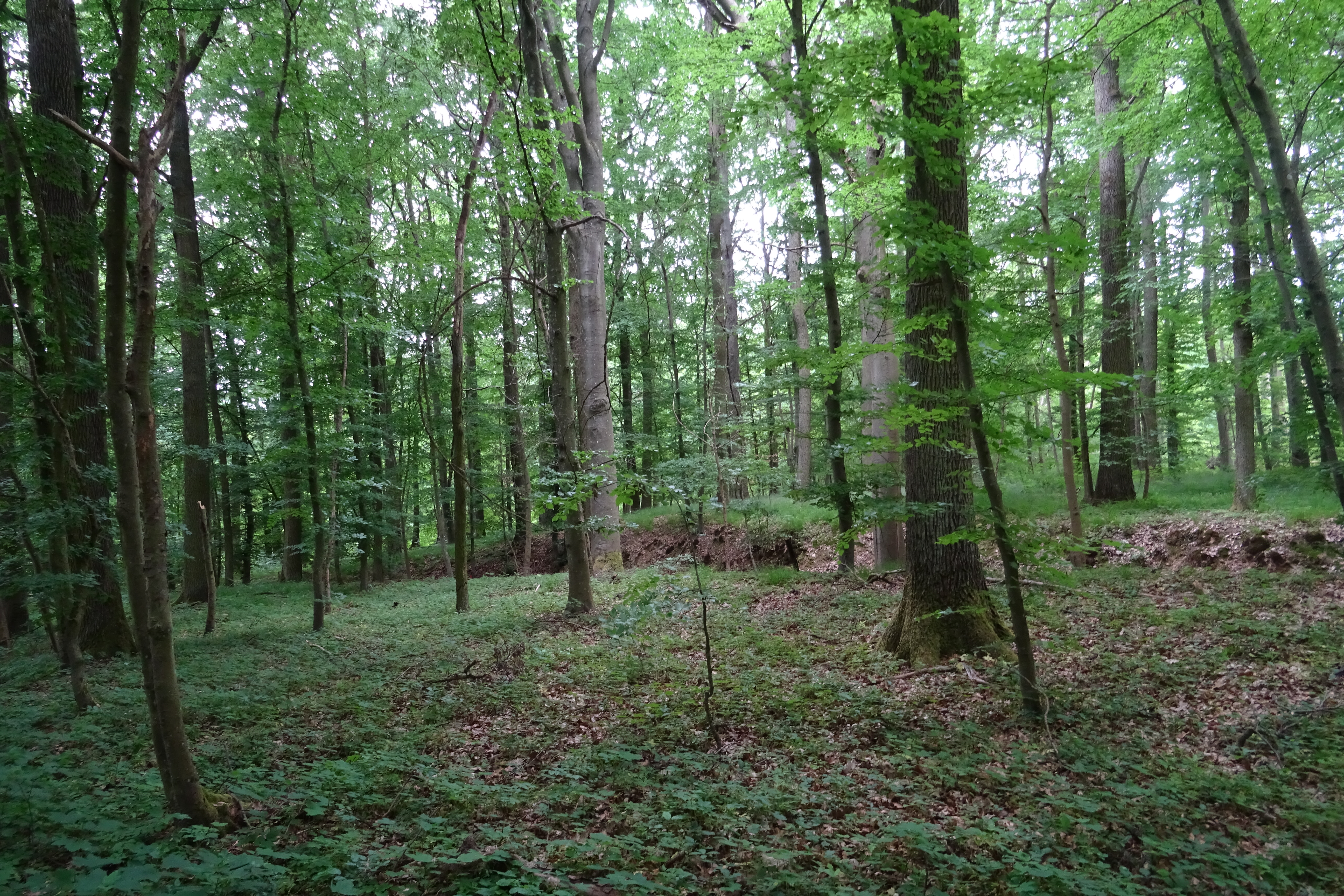 Hohlwegrest am Teufelsloch zwischen Großrinderfelder Forst und Hammberg