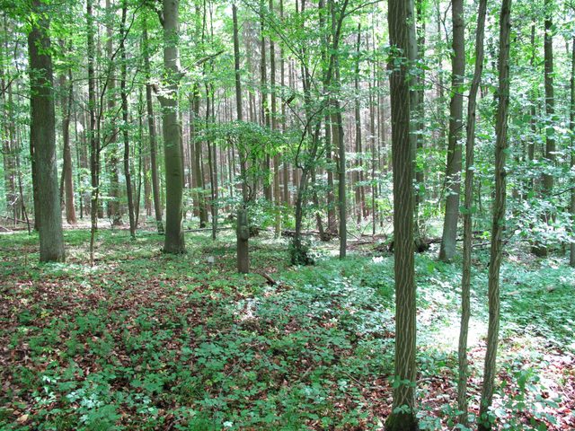Beim 'Mordkreuz' (16./17. Jhd.)