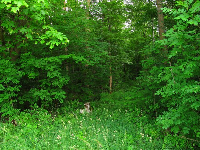 Sühnekreuz am alten Paimarer Weg, am Nordrand des Moosig-Waldes (zum Schwarzen Feld) [15.-17. Jhd.]